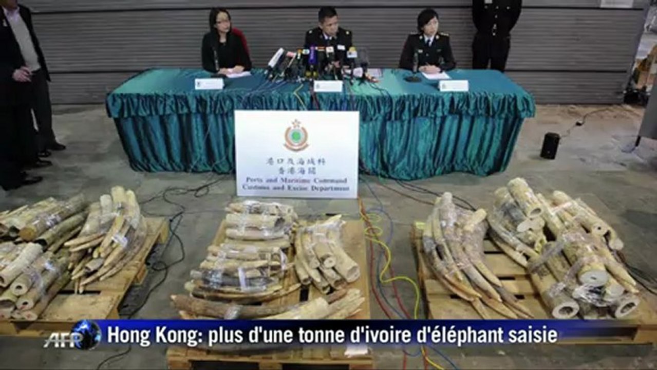 Plus d'une tonne de défenses d'éléphant saisies à Hong Kong