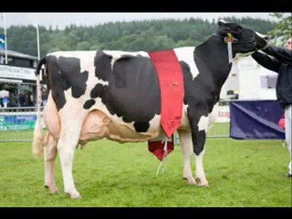 BURDUR VE CEVRESİNDEKİ ÇİFTLİKLERİMİZDEN 1. SINIF HOLSTAİN GEBE DÜVELER