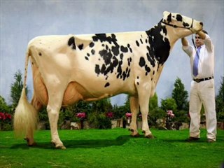 BURDUR VE CEVRESİNDEKİ ÇİFTLİKLERİMİZDEN 1. SINIF HOLSTAİN GEBE DÜVELER