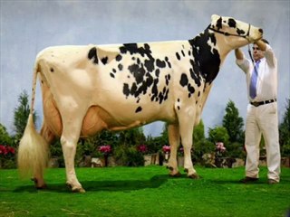 BURDUR VE CEVRESİNDEKİ ÇİFTLİKLERİMİZDEN 1. SINIF HOLSTAİN GEBE DÜVELER