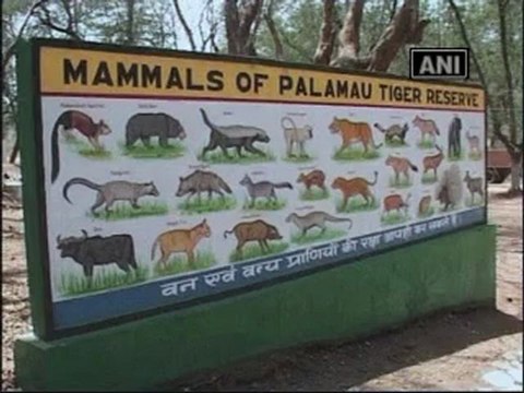 Maoists stall tiger census mid way in Jharkhand.mp4