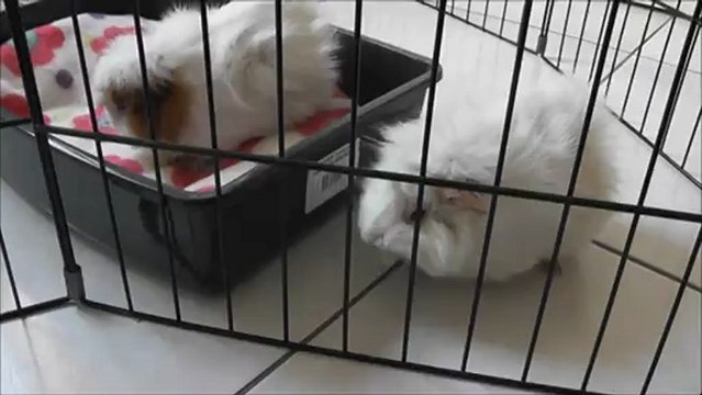 mes cochons d'inde et leur jouet fait maison.