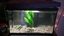 mon nouvelle aquarium de 40 litres