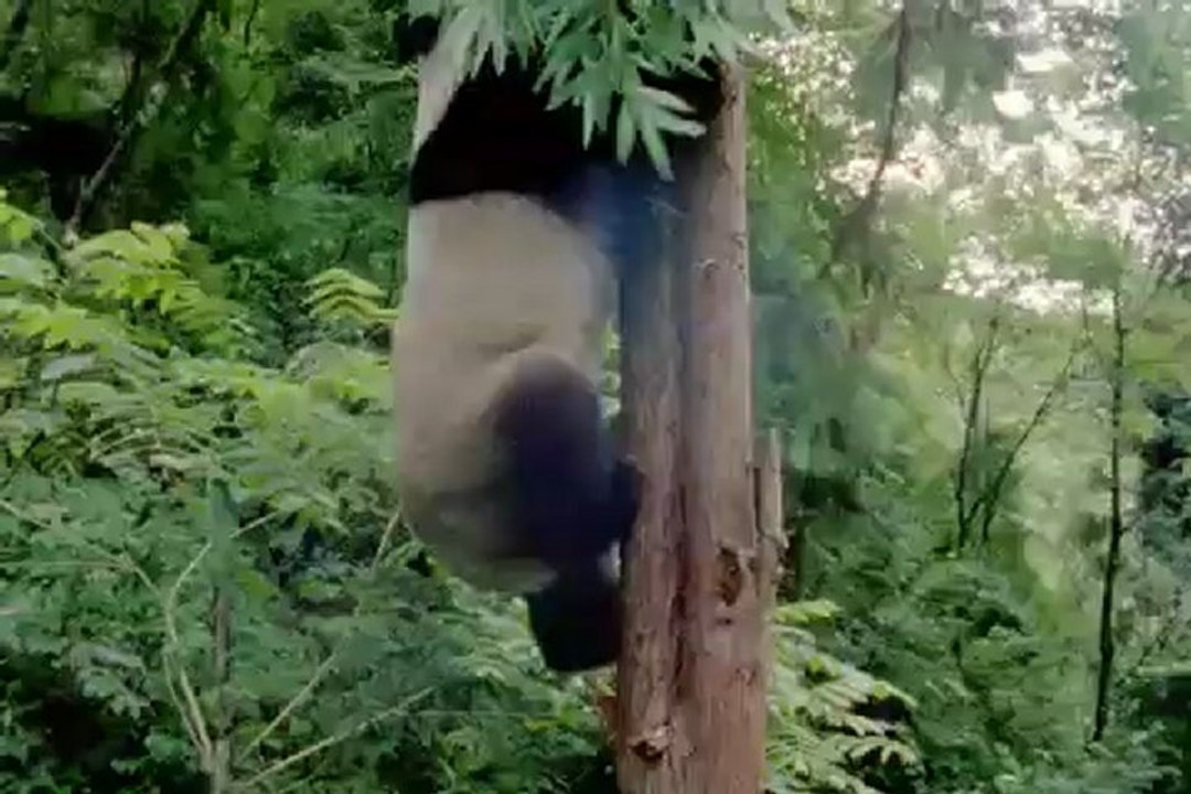 Le grand panda