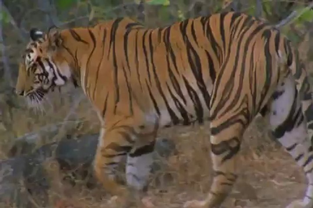 Le tigre du Bengale