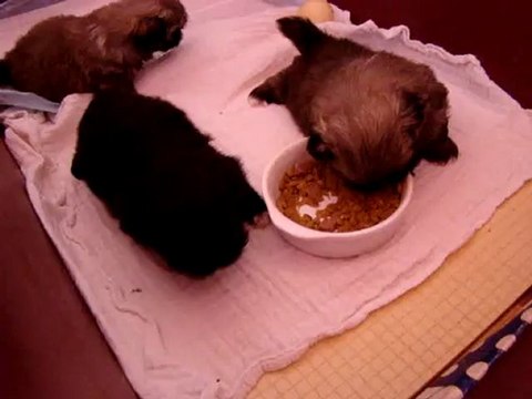 Repas bébés pékinois 1 mois