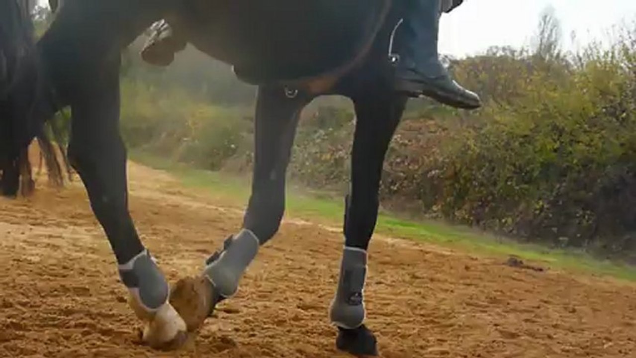 Incurvation / contre incurvation avec rêne d'ouverture sur un cercle