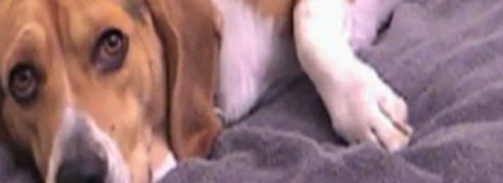 SickPuppy bonno van der putten