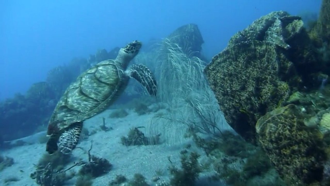 Plongées aux Antilles février 2011