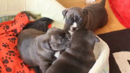 portée 01/12/2012  4 semaines