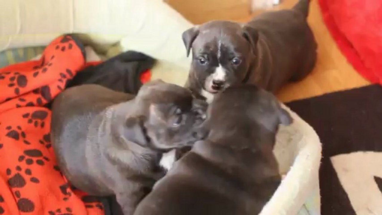 portée 01/12/2012  4 semaines