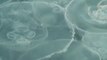 Swarms Of Jellyfish Take Over Balaclava Bay Near Ukrainian Black Sea