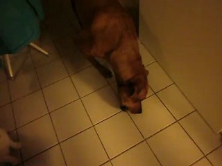 Eros qui patine avec son os 02/01/2013