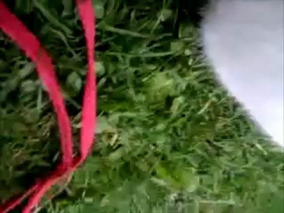 Snoopi