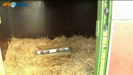 Reeenopvang Westerwolde gaat uitbreiden - RTV Noord