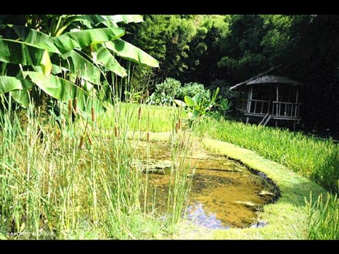 ©LA BAMBOUSERAIE ANDUZE AOUT 2009 PHOTOS&PHOTOS-PEINTURES MARTINE ANCIAUX©