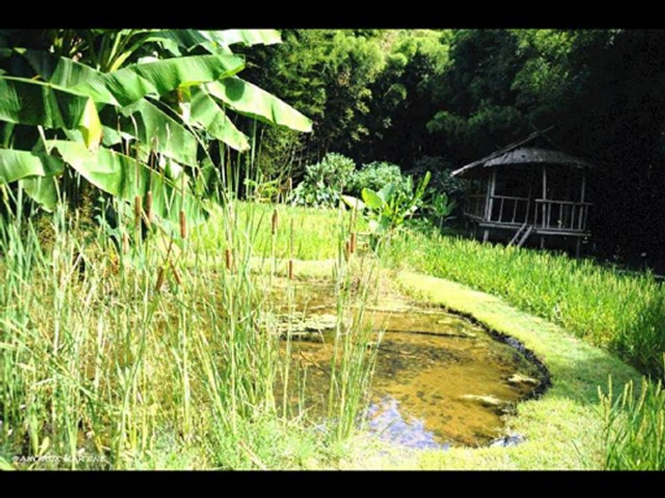 ©LA BAMBOUSERAIE ANDUZE AOUT 2009 PHOTOS&PHOTOS-PEINTURES MARTINE ANCIAUX©