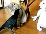 Crow Feeds Dog and Cat