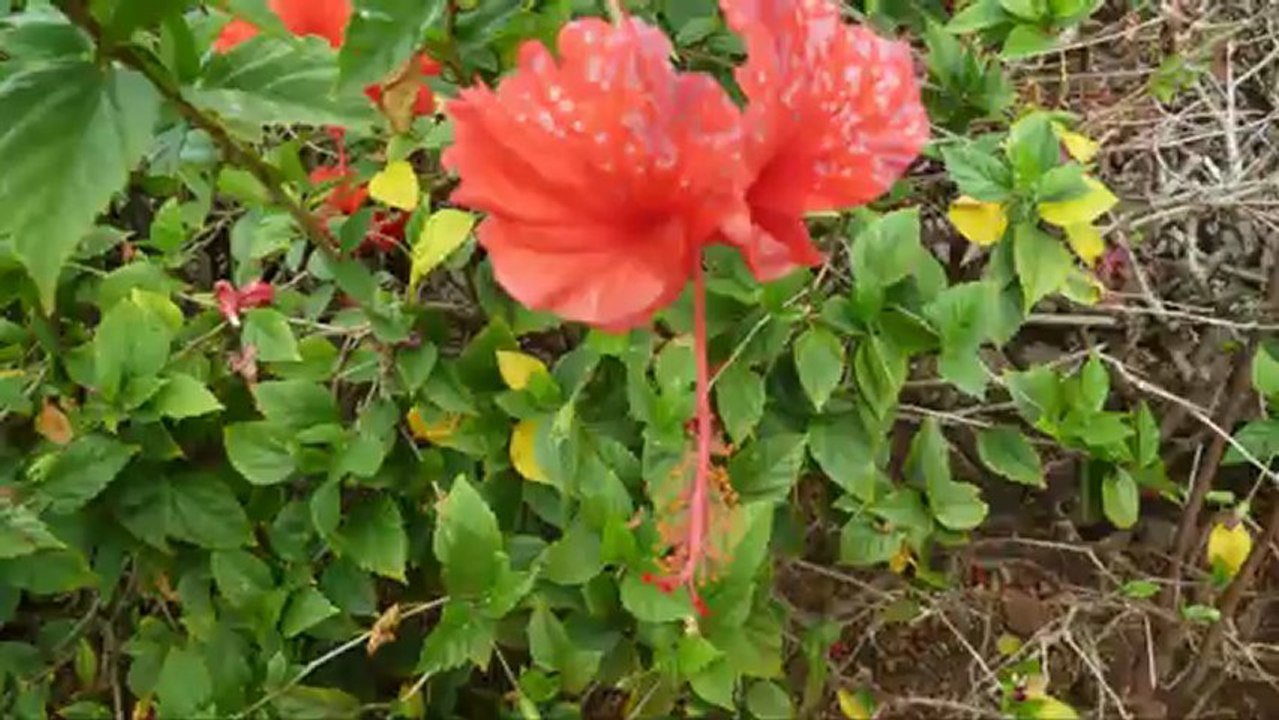 Hawaii