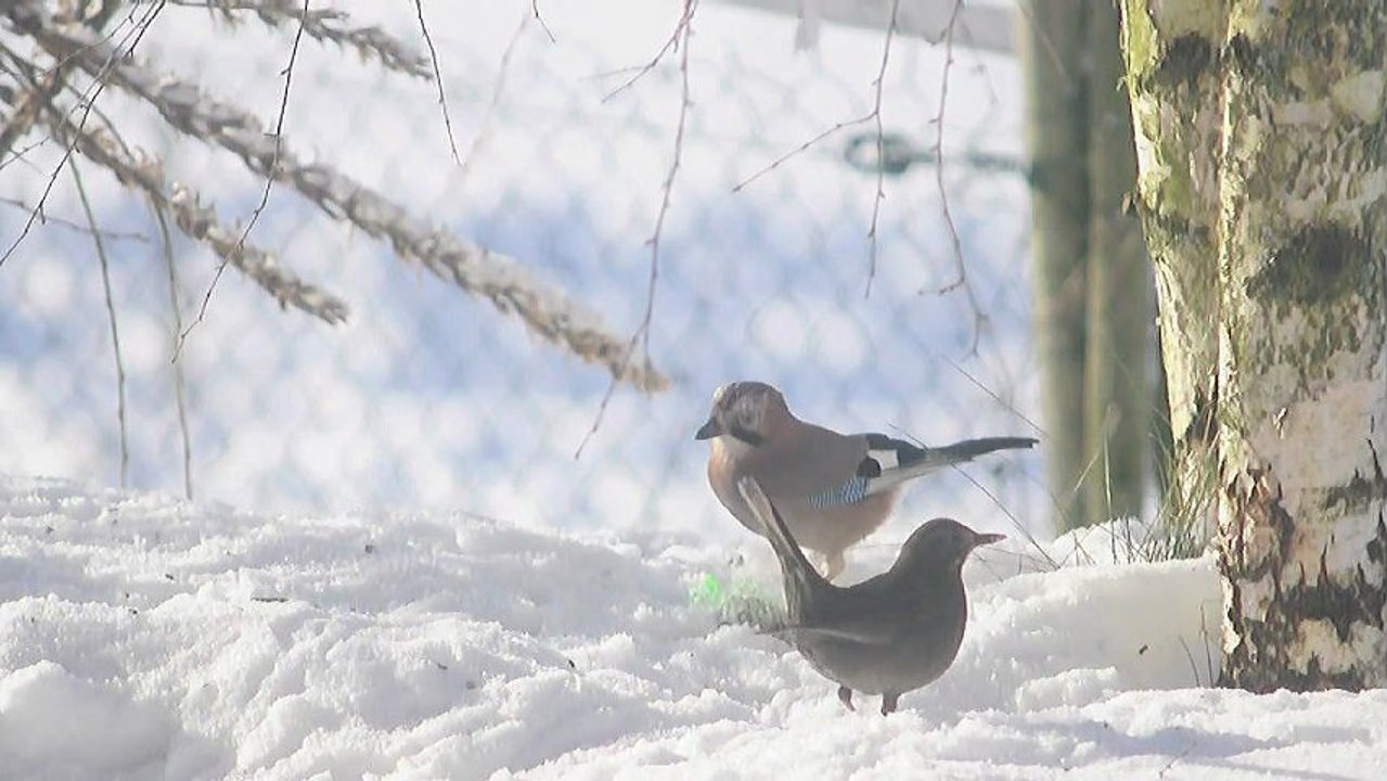 Les vœux des oiseaux de Fonclair Tence 43