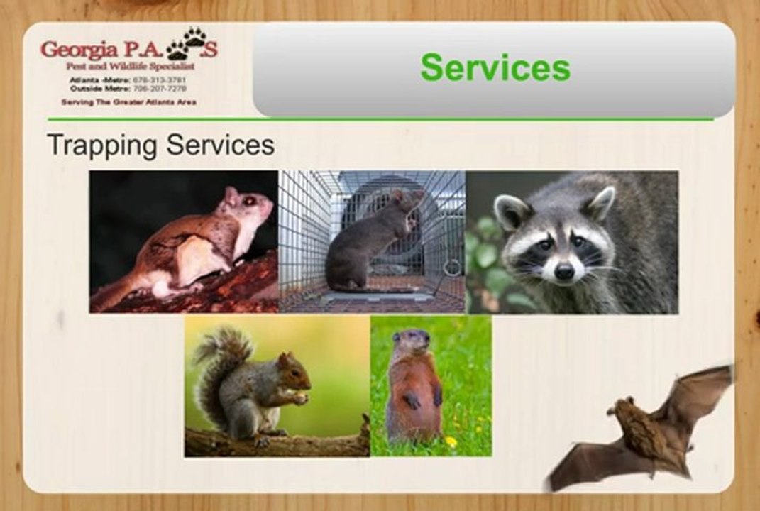 Georgia Pest and Wildlife | Rid of Bats - Squirrel Trap - Squirrel Removal - Raccoon Removal