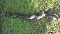 17-Foot Burmese Python Spotted in Everglades
