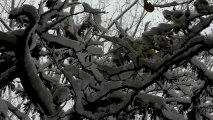 Snowy branches - Free HD stock footage