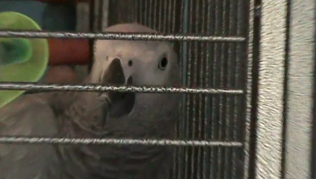 Weihnachten 2012 Die Fellas Hubert und Matthias DieFellas.de Weihnachtsdeko Weihnachtsdörfer Weihnachtstisch