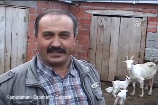 Keçi altız doğurdu