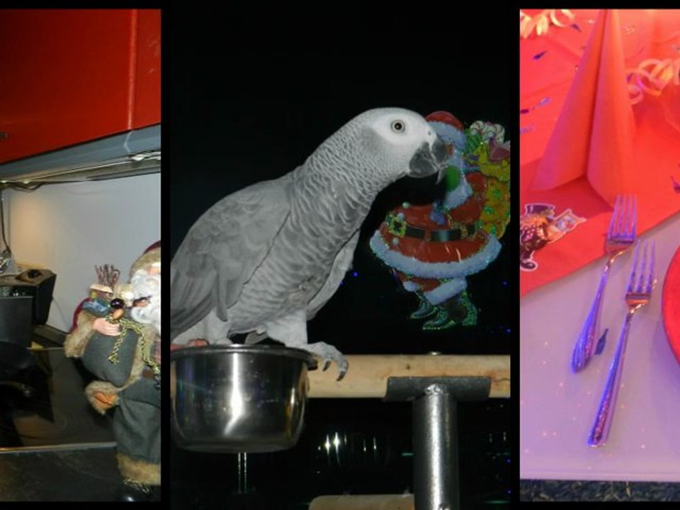 Silvester 2012-2013 Die Fellas bei Hubert und Matthias Bilder Fotos 4 Gängemenue Hammelburg sprechender Rudi Graupapagei