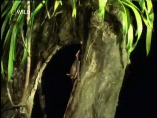 Oldurmeye Programlananlar Yagmur Ormanlari