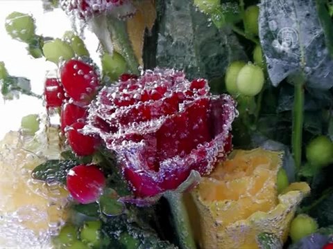 Выставка ледяных цветов открылась в Киеве