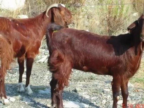 Halep kecisi satılık,keci ciftligi