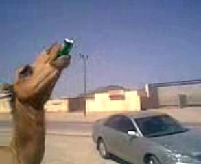 Un Dromadaire boit du sprite