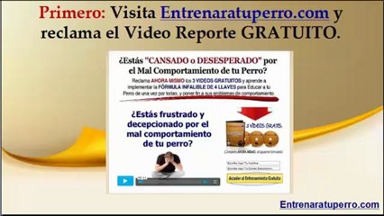 como educar a un pitbull