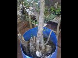 olivo bonsai - lavorazione parte 1