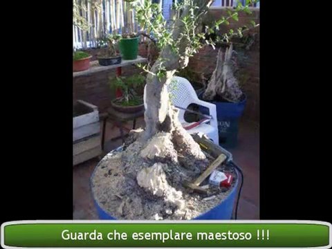 olivo bonsai - lavorazione completo