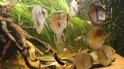 430 l Discus heckel video 1