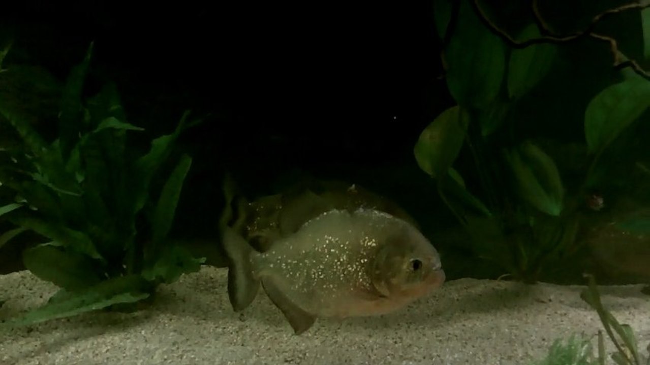 First 600L tank version with subAdult Pygocentrus nattereri