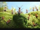 Les fourmis d'Andrey Pavlov