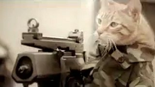 Medal Of Honor Cat