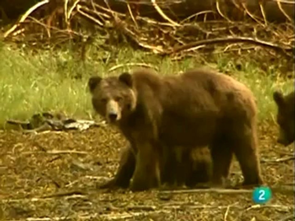 Los Osos Grises Grizzly: Documental