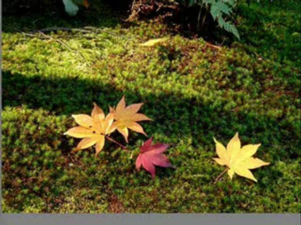 Peygamber (S.a.v) Efendimizin Veda Hutbesi Sesli Dinle Meyve.Pro