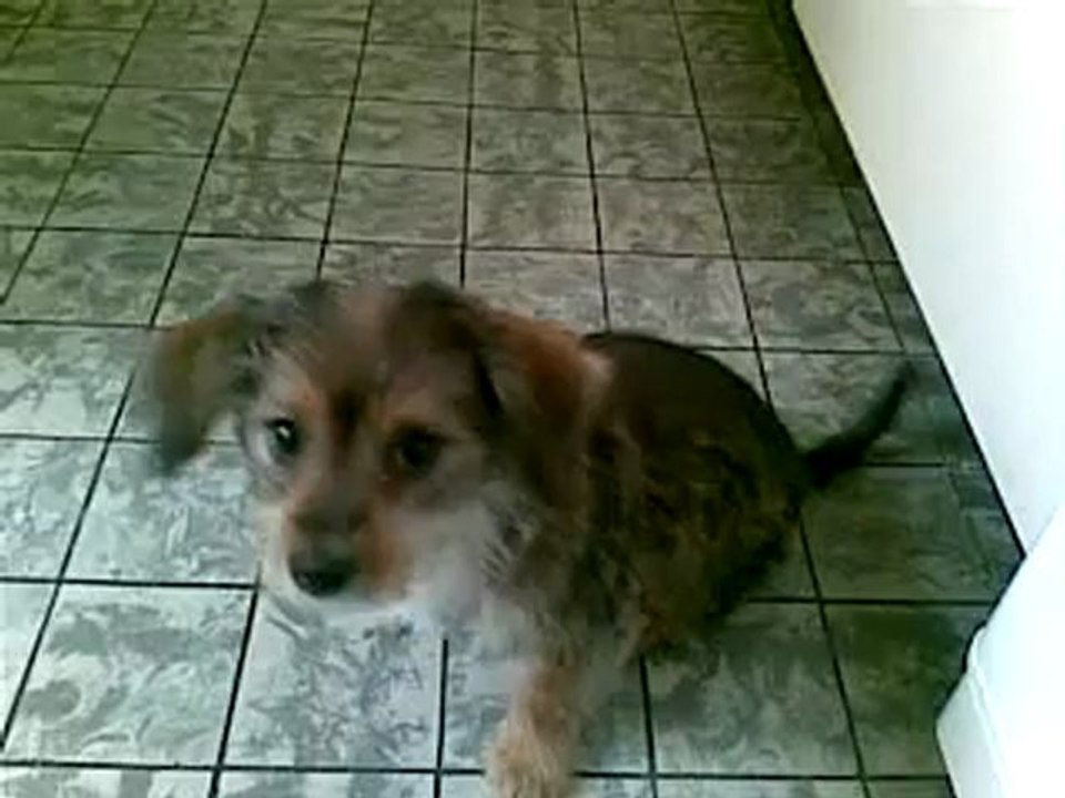 26092009(001) O NOSSO SAUDOSO CACHORRINHO ELVIS: