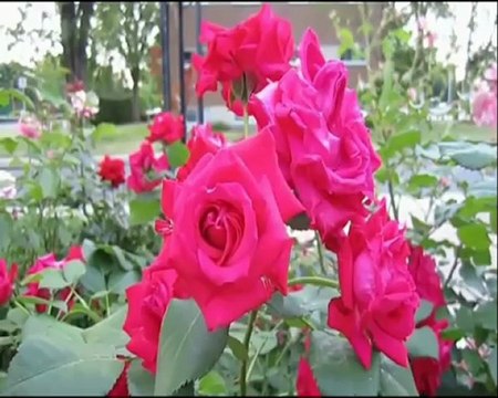 ŞİİR: SEN ve SORU İŞARETLERİ? (BOJİDAR ÇİPOF)