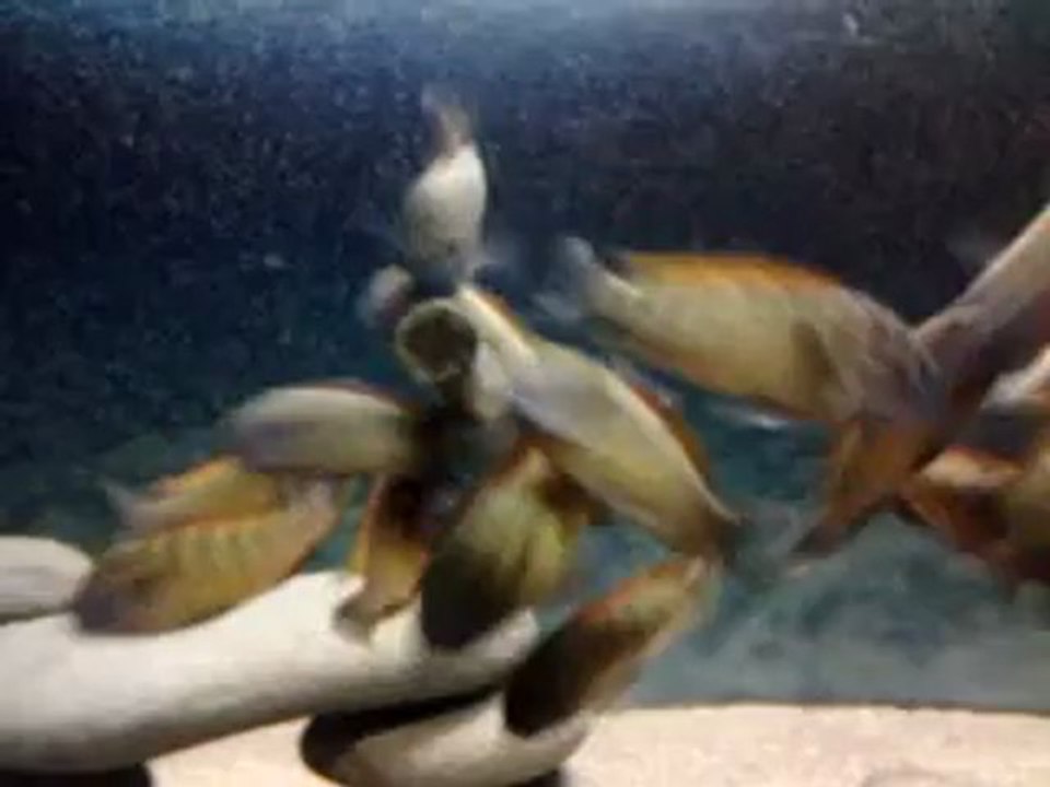 video-2013-01-03-18-54-46