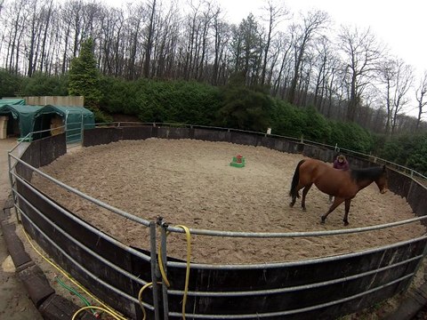 Séance d'éthologie en lib avec Princesse du 03/01/2013 Partie 2