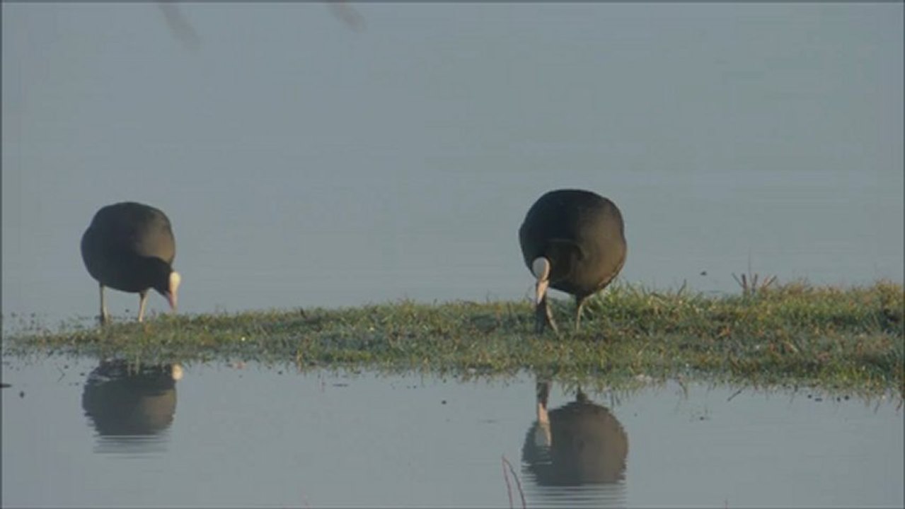 Foulques macroules dans la brume