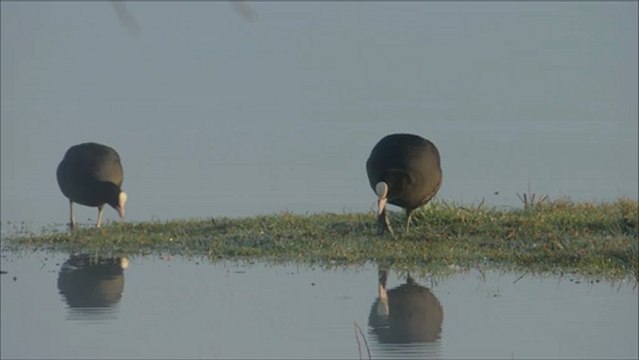 Foulques macroules dans la brume