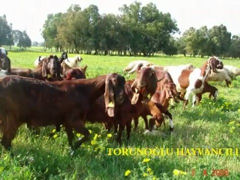 Damızlık halep kecisi,satılık halep kecisi fiyatları